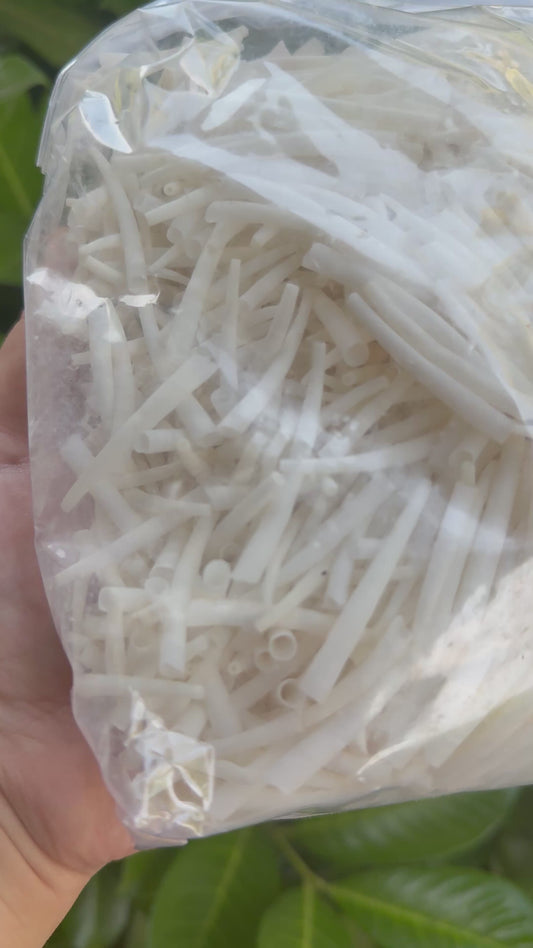 1 kilogram (2.2 lbs) Dentalium